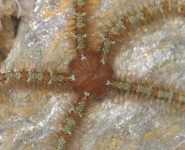 Ophiothrix fragilis, Mar Egeo, 06.2011